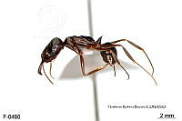 ME006 Hormi 0103 Odontomachus laticeps.jpg