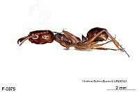 ME006 Hormi 0262 Odontomachus ruginodis.jpg