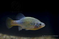 IMDOC2341 Xenotoca doadrioi.jpg