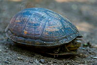 OAO0185 Kinosternon sp..jpg