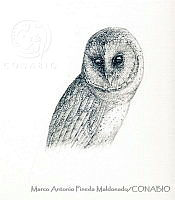 MAPM1213 Tyto glaucops.jpg