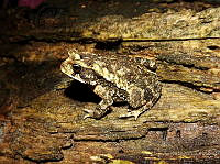 JLAL0046 Incilius valliceps (2) (2) (2).jpg