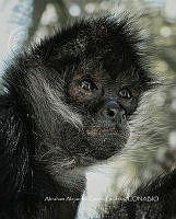 AAGL 001 Ateles geoffroyi.jpg