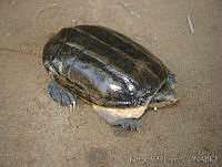 RVL0239 Staurotypus salvini.jpg