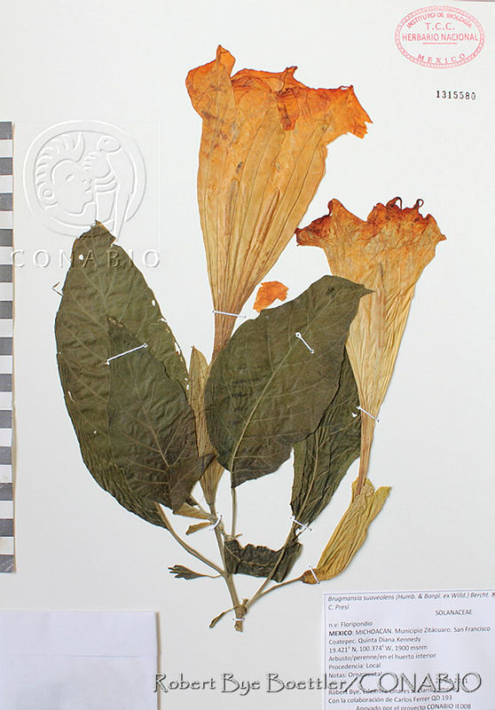 RBB0092%20Brugmansia%20suaveolens.tif.xier on0MaU1v2FhQA3g0JtbmFja29CbnFuZ3NAbXJ6LGtwZwA.CHyah5QWU0