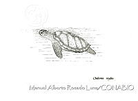 MARL0164 Chelonia mydas.jpg