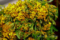 IMDOC Hong 0167 Tagetes lucida.jpg