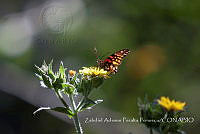ZAPF0374 Dione moneta.jpg