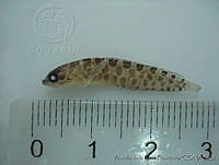 FVC0206 Starksia ocellata.tif