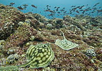 CNS1158 Urobatis concentricus.jpg