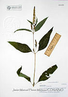 JMFM005 Ambrosia trifida.JPG