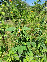 SG019 0066 Bidens odorata.jpg