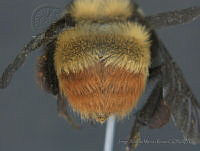 JAMR043 Bombus haueri.jpg