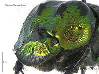 ZJJG0662 Phanaeus demon.jpg