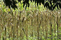 ARS00479 Zea mays.jpg