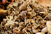 IMDOC Hong 0214 Venta de hongos.jpg