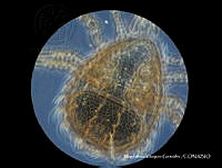 MVG 0100 Androlaelaps sp..JPG