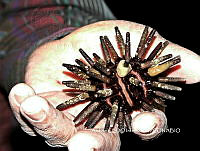 NBA0058 Eucidaris thouarsii.JPG