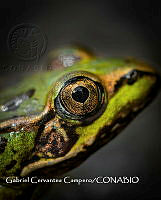 MN6PG0500 Lithobates septentrionalis.jpg