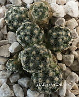 3R 01018 Mammillaria saboae.tif