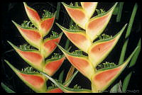 EHP0021 Heliconia sp..jpg