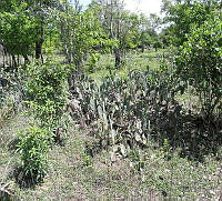 JF02 Opuntia stricta var. dilleni.jpg