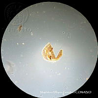 MVG 0675 Trigonuropoda sp..JPG