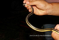 JCC0318 Coniophanes piceivittis.JPG