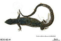 ME006 herp SCLC 0289 Abronia smithi - Campbell & Frost, 1993.jpg