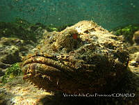 VDLCF002 Scorpaena plumieri.jpg