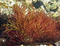 RRR057 Wurdemannia sp..jpg