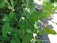 MEGA 0434 Coursetia caribaea var. caribaea.JPG