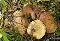 AKL0037 Lactarius subpurpureus.jpg