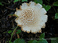 LCF0173 Macrolepiota sp..jpg