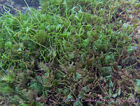UNAMCCS-0024 Caulerpa sertularioides.jpg