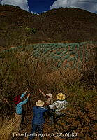 FBA1420 Gossypium.jpg