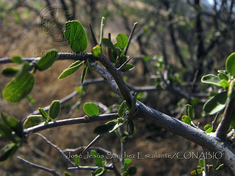 JJSE0102%20Ceanothus%20depressus.JPG.nyfvzeX1McUxaXdhQA3g0JtbmFja29CbnFuZ3NAbXJ6LGtwZwA.JT7vJzexy0