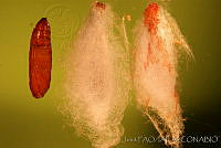 OIEA0019 Cactoblastis cactorum.jpg