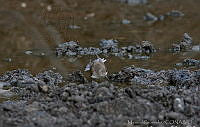 MGaves 2723 Tringa solitaria.jpg