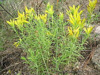 EEC0038 Castilleja.jpg