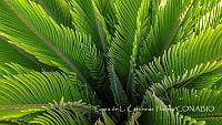 LCF0310 Dioon sp..jpg