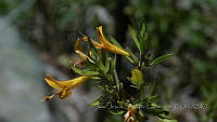 JJSE0026 Anisacanthus thurberi.JPG