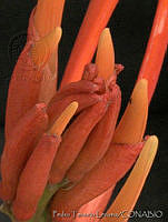 PTL1429 Erythrina leptorhiza.jpg