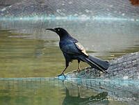 CGL3237 Quiscalus mexicanus.jpg