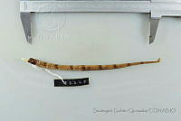 SGQ3479 Cosmocampus albirostris.jpg