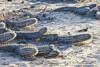 CNS1319 Stenocereus eruca.jpg