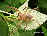 SG002 0255 Pseudopoda.jpg
