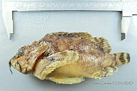 RQTG2307 Scorpaena mystes.jpg