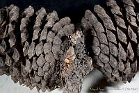 MASM03342 Pinus montezumae.jpg