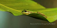 ACPA002 Hyla eximia.jpg